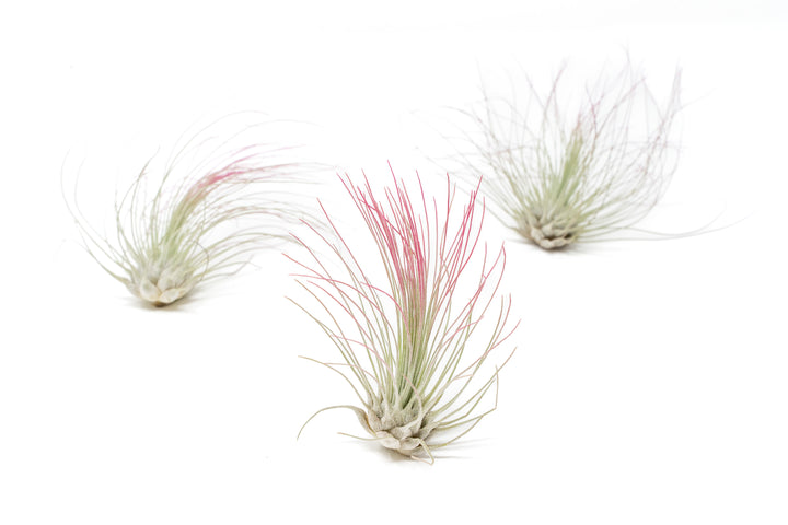 three color enhanced pink tillandsia argentea air plants
