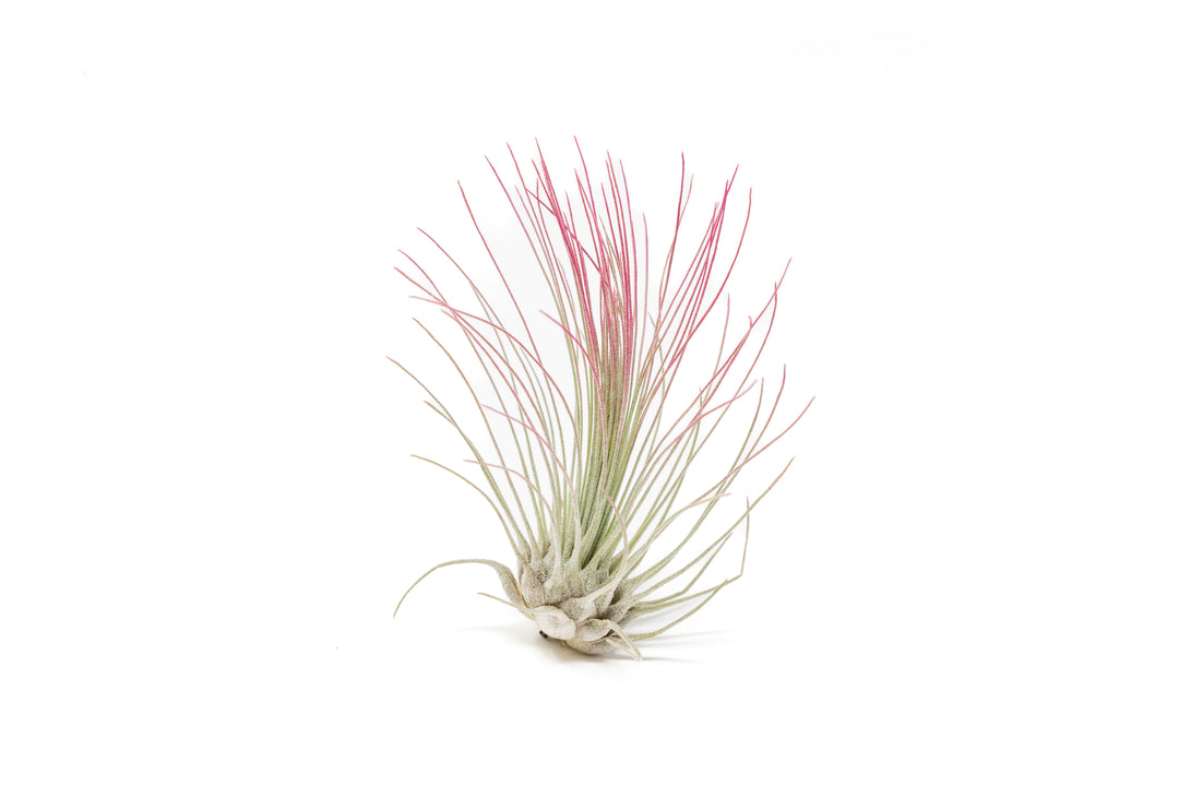 color enhanced pink tillandsia argentea air plant