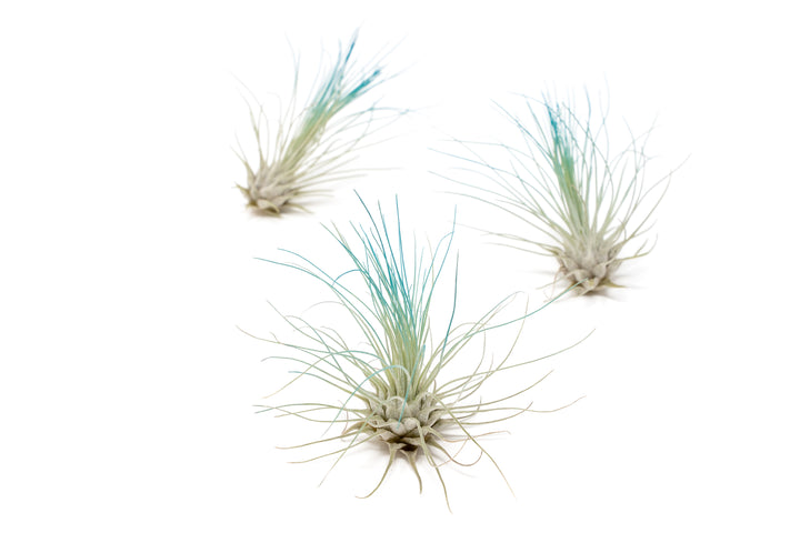 three color enhanced blue tillandsia argentea air plants