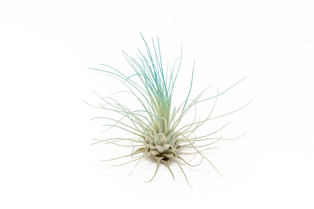 color enhanced blue tillandsia argentea air plant