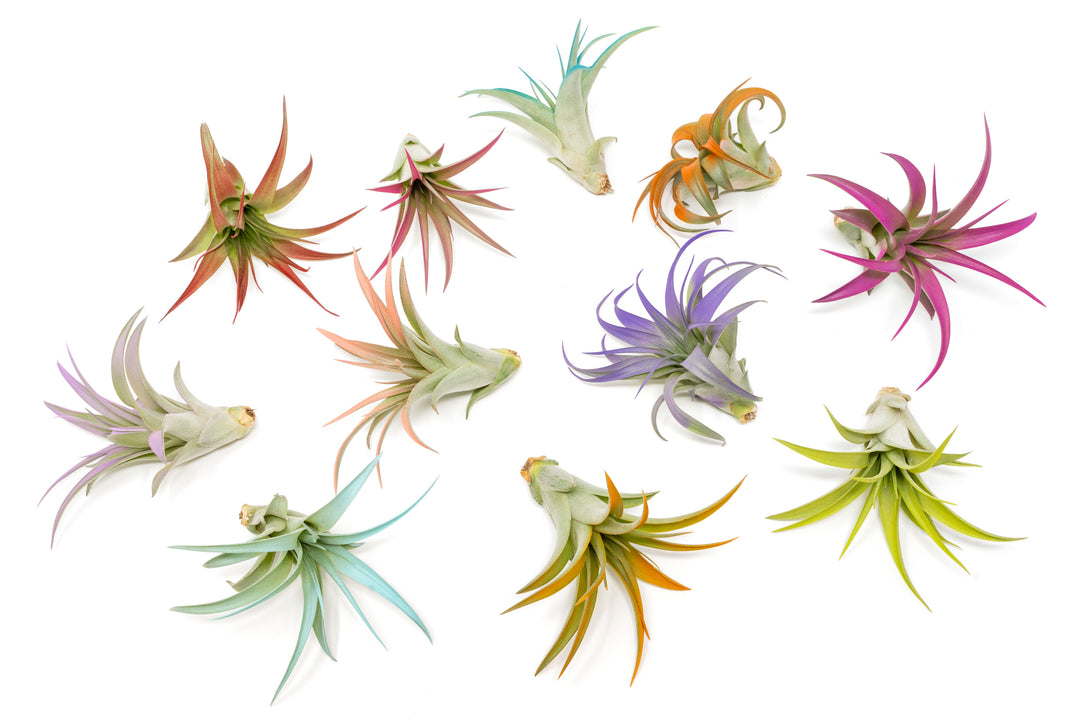 color enhanced tillandsia abdita air plants in pink, purple, teal, orange, peach and bright green