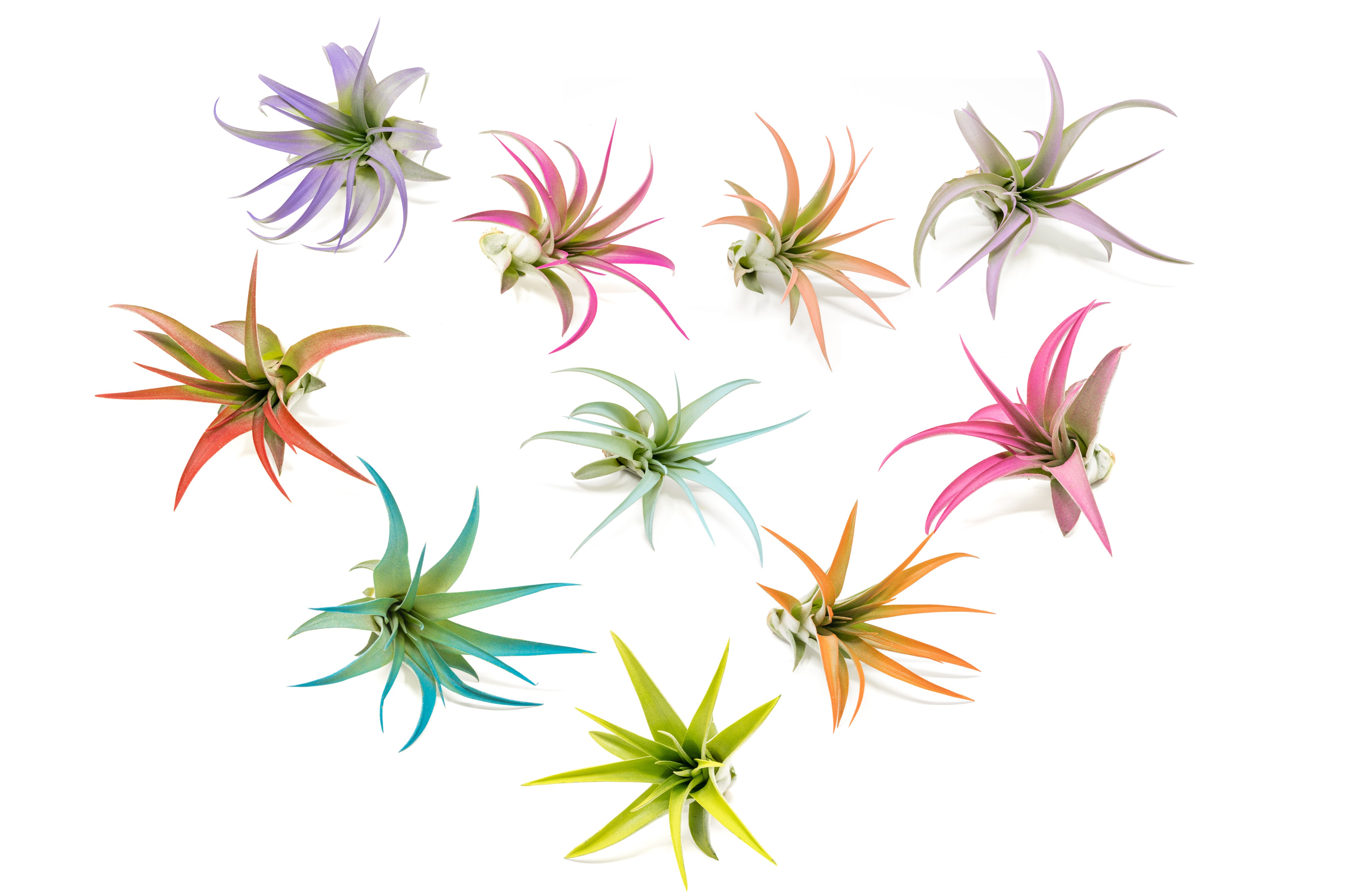the drunken gnome air plant supply co The Pride Collection of Color Enhanced Tillandsia Air Plants