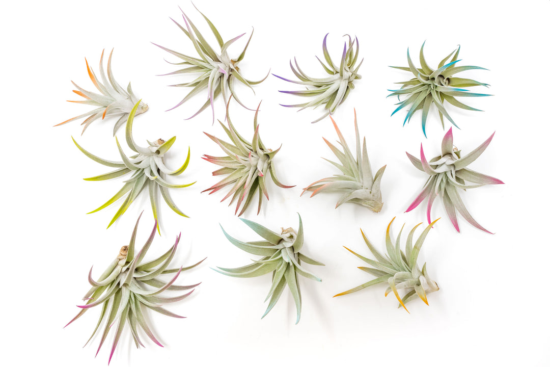 color enhanced tillandsia harrisii air plants with blue, teal, pink, orange, purple and yellow tips