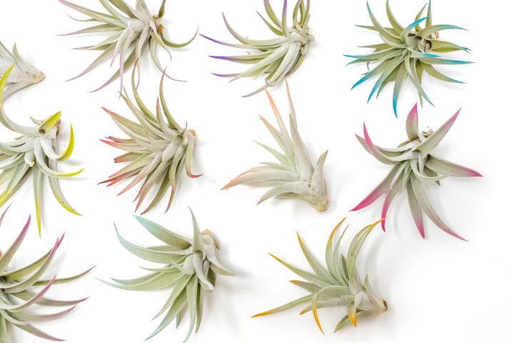 Wholesale - Color Enhanced Tillandsia Air Plant 50 Plant Variety Bundle