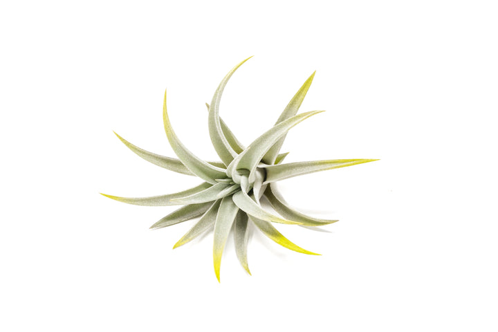 bright green color enhanced tillandsia harrisii air plant
