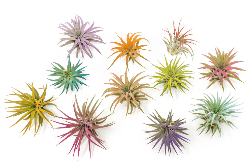 multiple color enhanced tillandsia ionantha rubra air plants in yellow, red, pink, purple and orange