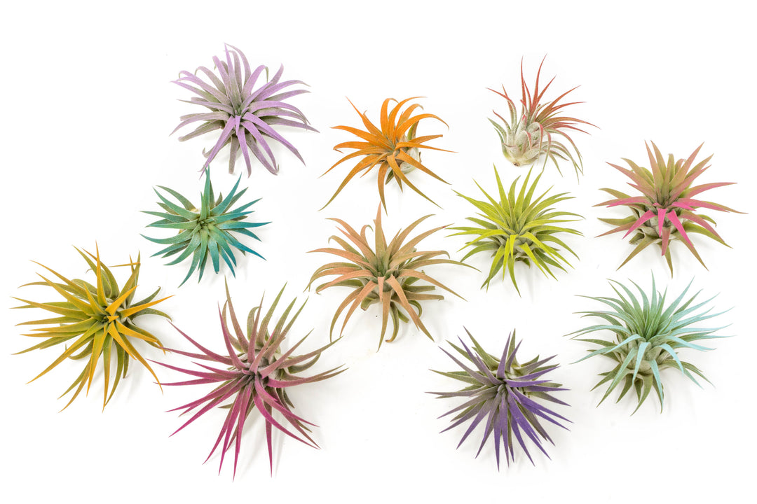 multiple color enhanced tillandsia ionantha rubra air plants in yellow, red, pink, purple and orange