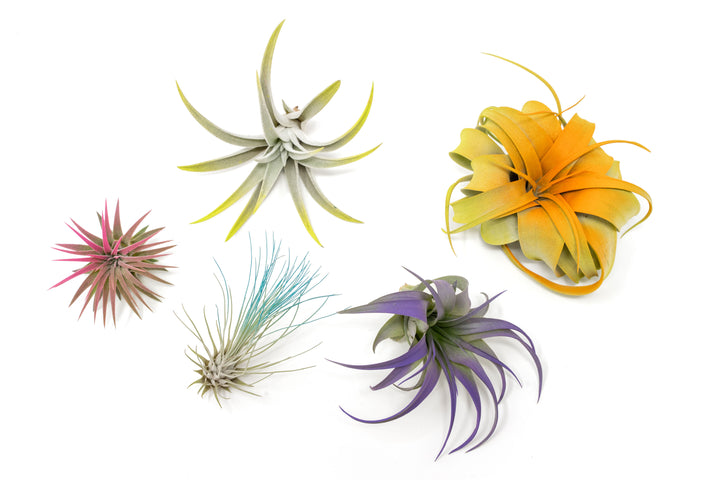 Color enhanced assorted tillandsia