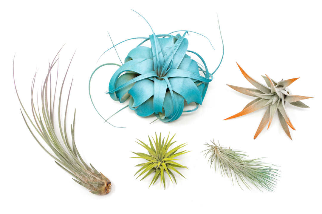 color enhanced assorted tillandsia air plants