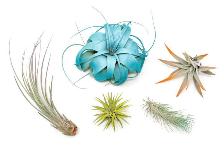 color enhanced assorted tillandsia air plants