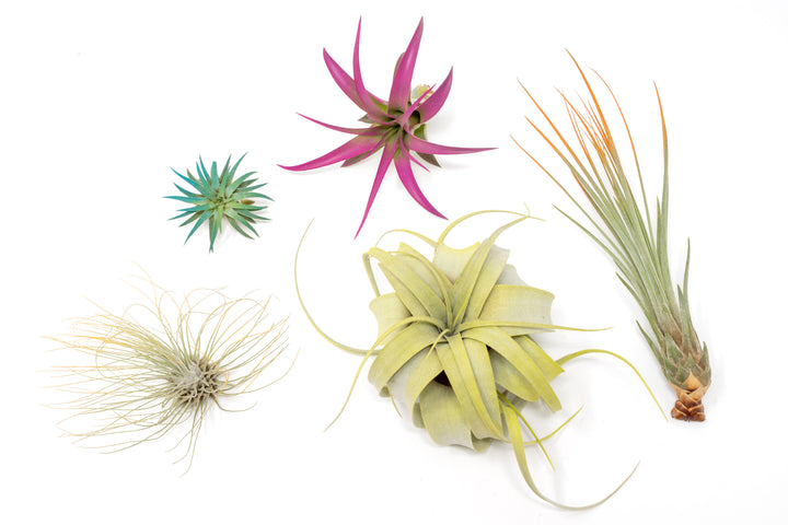 colored enhanced assorted tillandsia air plants