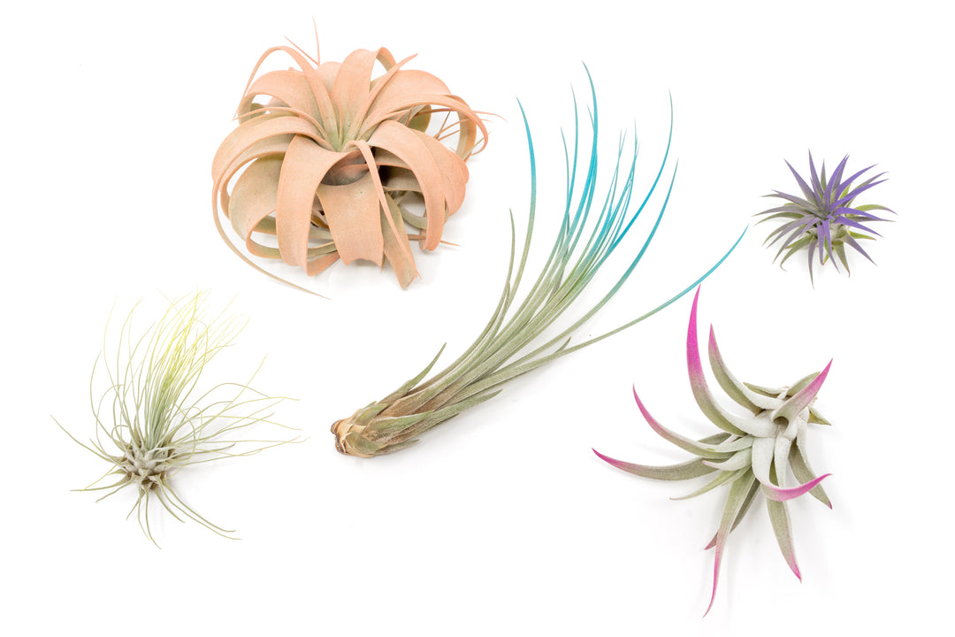 color enhanced assorted tillandsia air plants