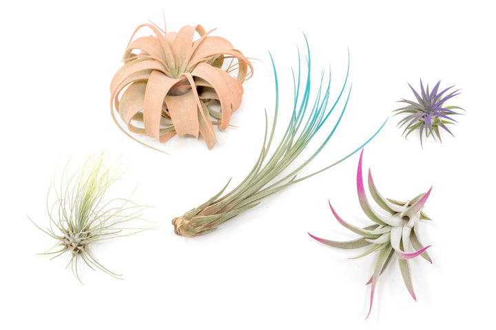 color enhanced assorted tillandsia air plants