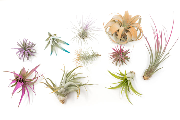 color enhanced assorted tillandsia air plants