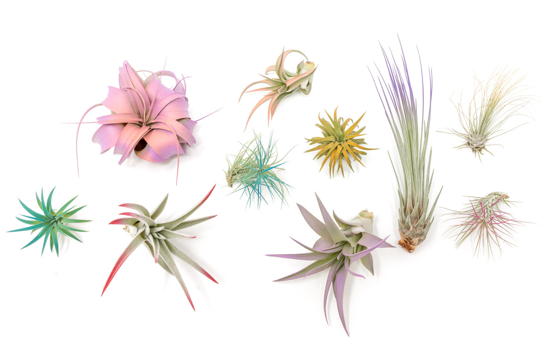 color enhanced assorted tillandsia air plants