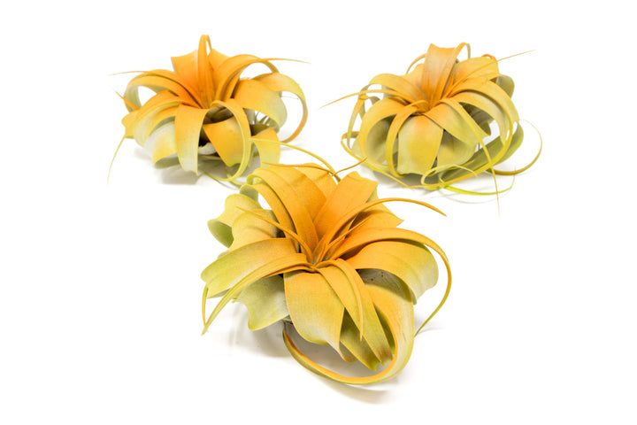dual tones color enhanced mini tillandsia xerographica air plant with orange center and yellow boarder