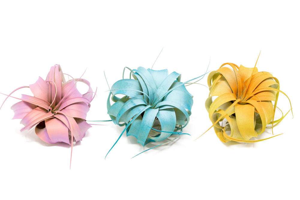 pink, blue and yellow color enhanced tillandsia xerographica air plants