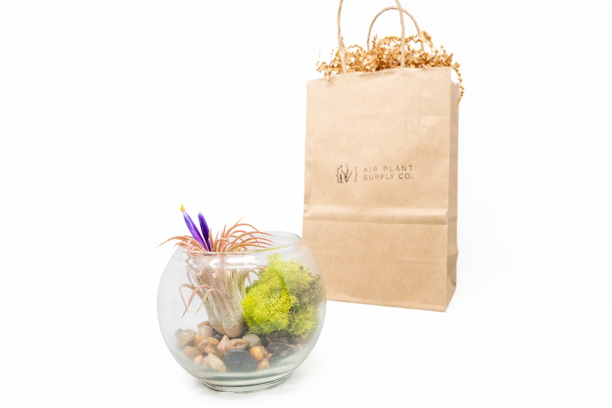 air plant kits for sale Gift Wrapped Terrarium Kits with Tillandsia Air Plants