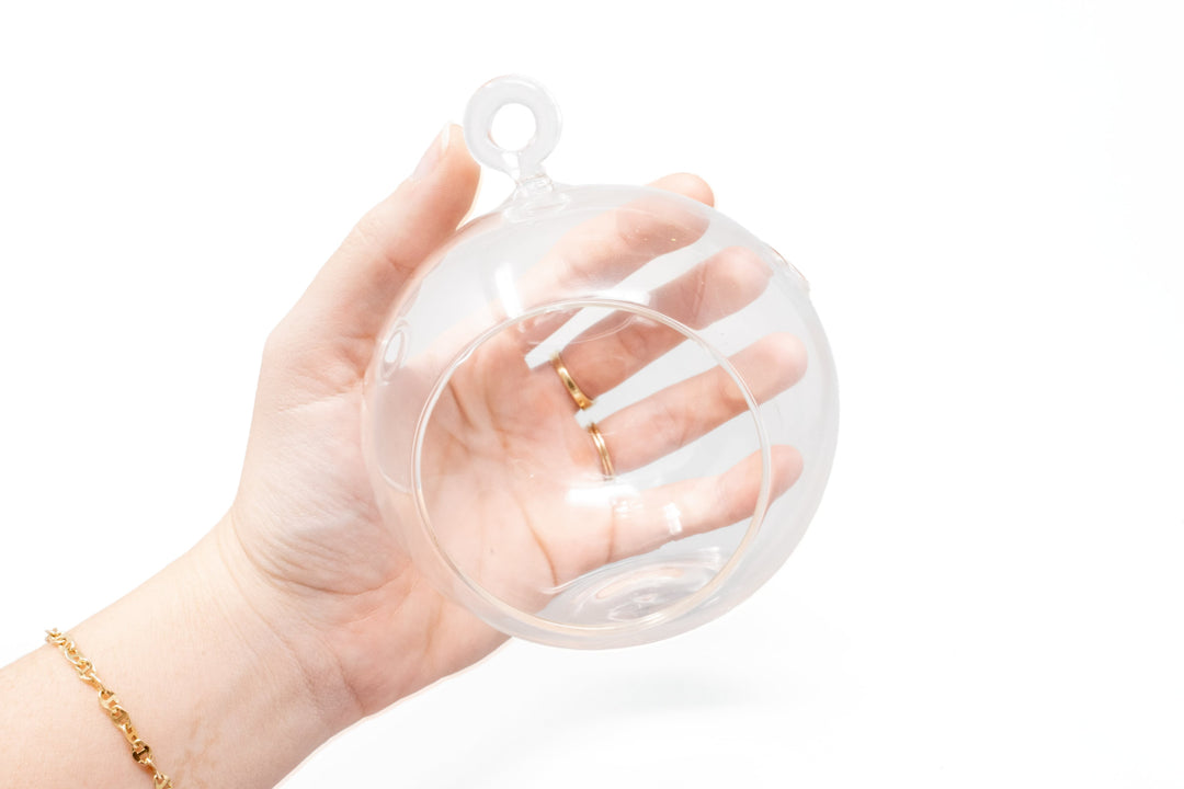 hand holding a flat bottom glass globe terrarium