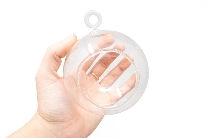 hand holding flat bottom glass globe terrarium