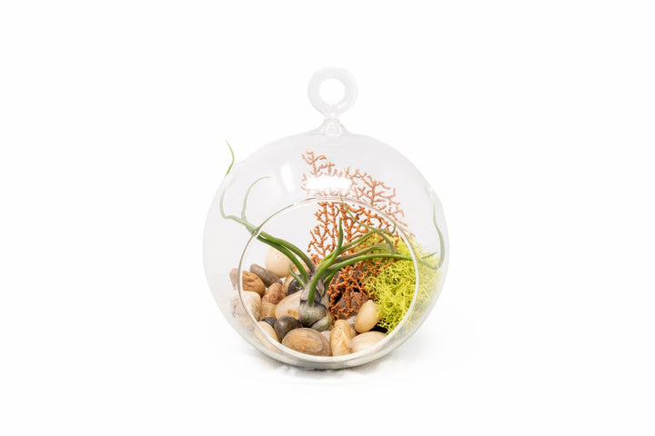 Wholesale - Hanging Flat Bottom Globe Terrarium with Tillandsia Bulbosa, Reindeer Moss, Sea Fan, & Stones