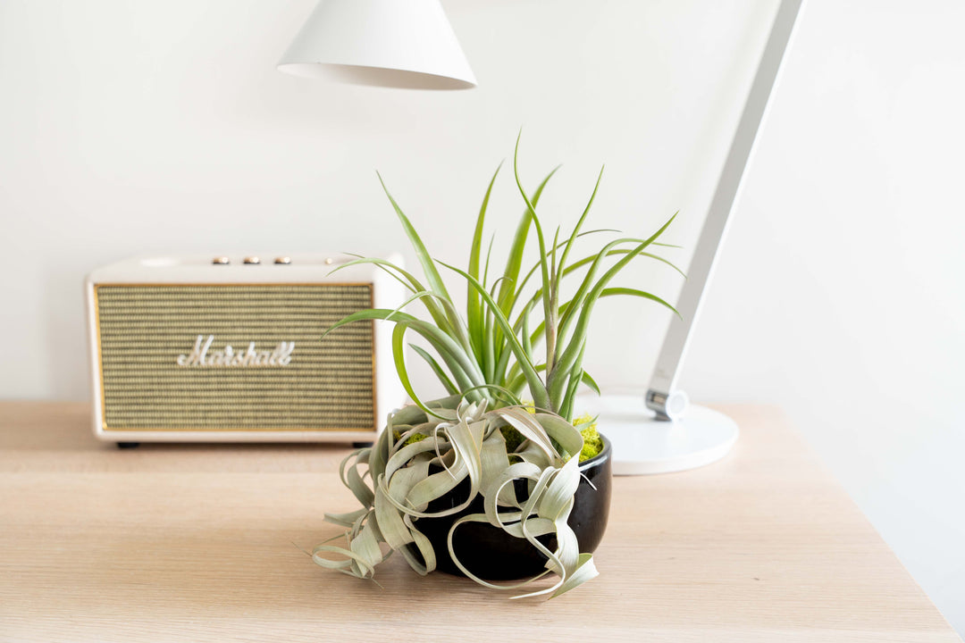 lifestyle photo of large black terracotta dish with assorted tillandsia air plants and moss accent