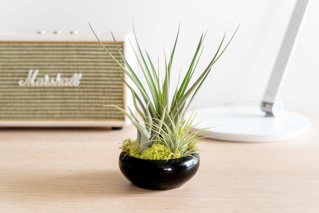 Wholesale - Fully Assembled Tillandsia Air Plant Dish Garden in Black Glazed Container