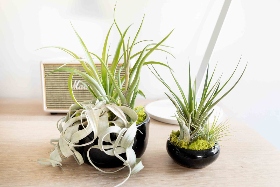 lifestyle photo of large black terracotta black dish with assorted tillandsia air plants and small black terracotta dish with assorted tillandsia air plants