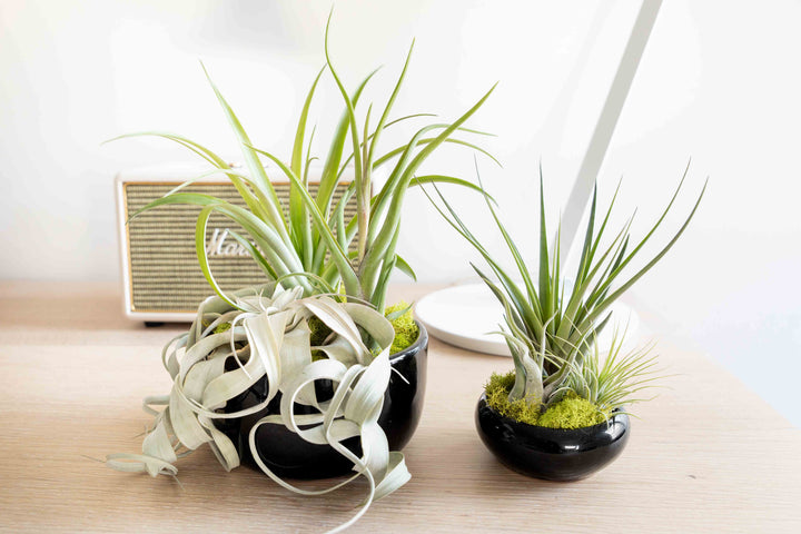 lifestyle photo of large black terracotta black dish with assorted tillandsia air plants and small black terracotta dish with assorted tillandsia air plants