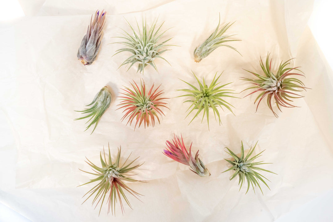 Wholesale - Tillandsia Ionantha Small Plant Variety