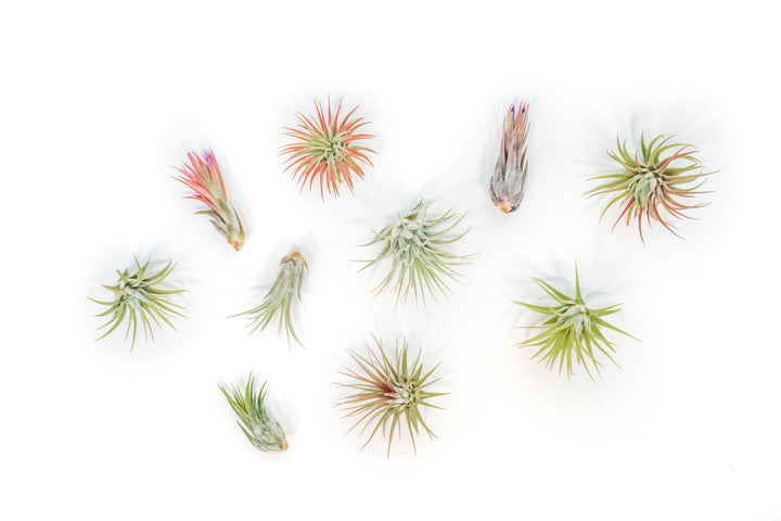 Wholesale - Extended Best Seller of 200+ Tillandsia Air Plant Variety Bundle