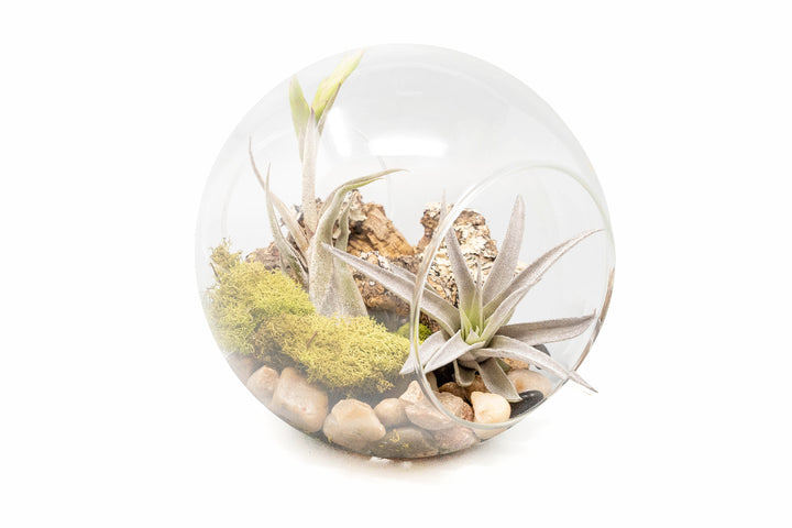 large glass globe terrarium with two open ends containing cork bark, stone and moss accents and tillandsia air plants