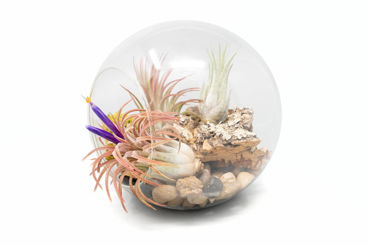 large glass globe terrarium with two open ends containing cork bark, stone and moss accents and tillandsia air plants