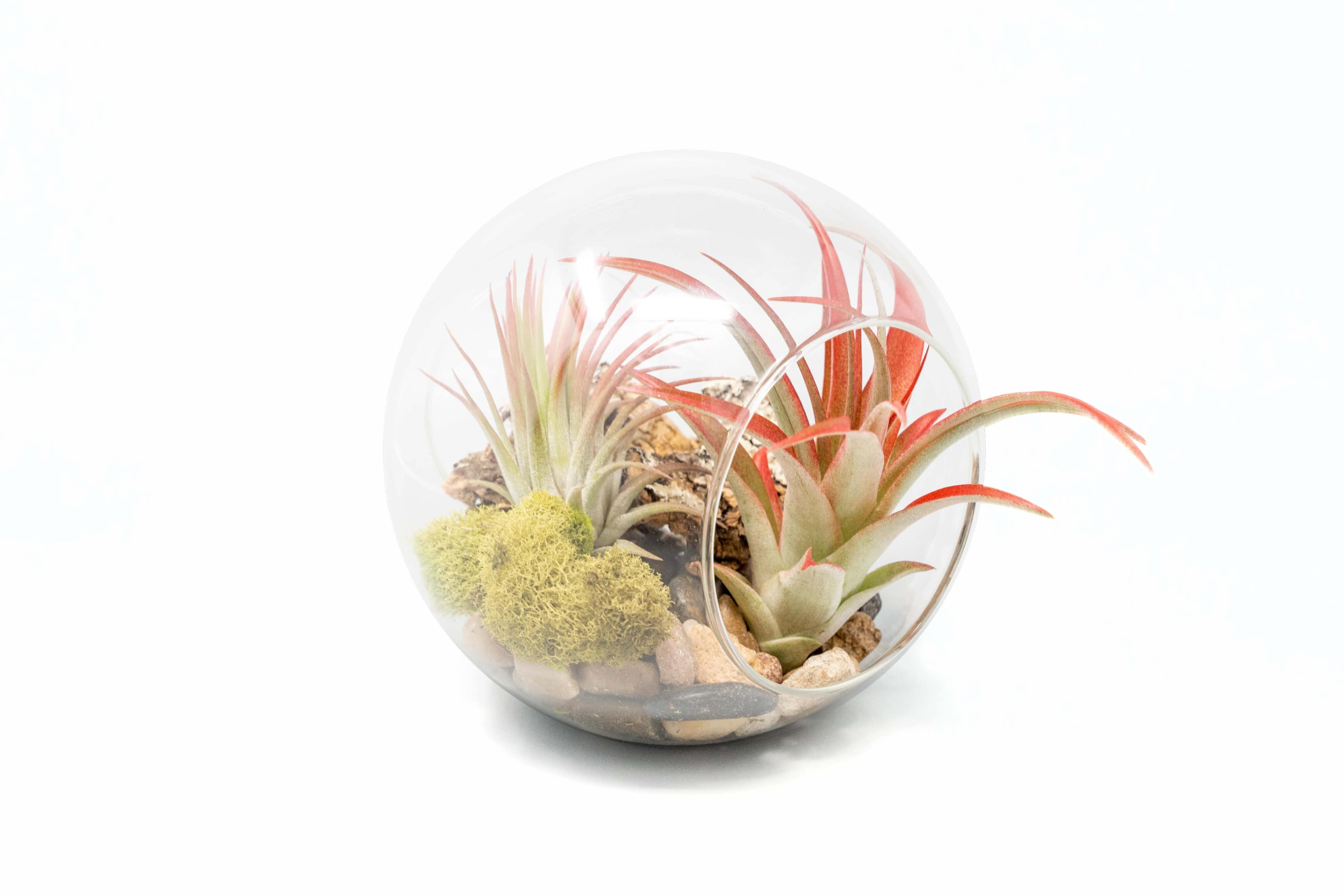 air plant glass containers Large Hand-Blown Glass Terrarium with Tillandsia Red Abdita & Ionantha Guatemala