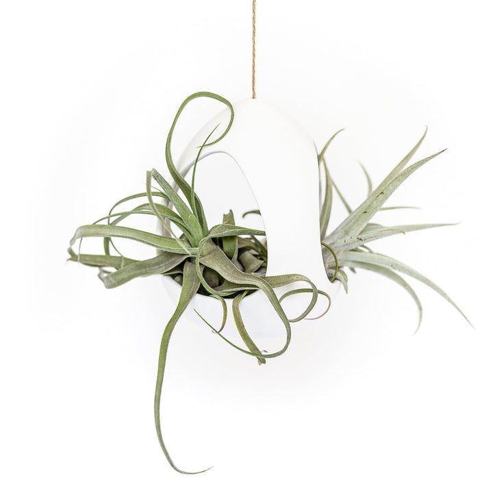 Wholesale - Large White Ceramic Hanging Pod
