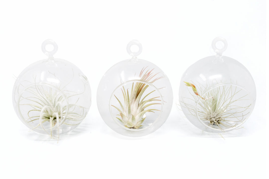 Wholesale - Mini Hanging Flat Bottom Glass Terrariums with Assorted Tillandsia Air Plants