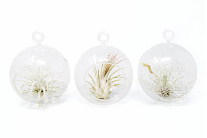 Wholesale - Mini Hanging Flat Bottom Glass Terrariums with Assorted Tillandsia Air Plants