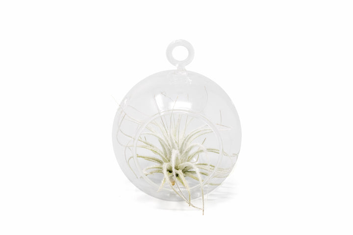Wholesale - Mini Hanging Flat Bottom Glass Terrariums with Assorted Tillandsia Air Plants