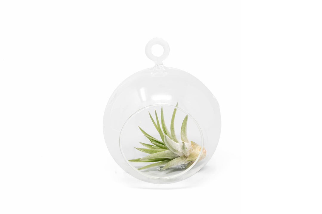 flat bottom glass globe terrarium with tillandsia velutina air plant