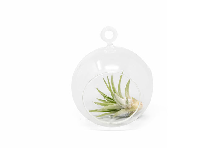 flat bottom glass globe terrarium with tillandsia velutina air plant