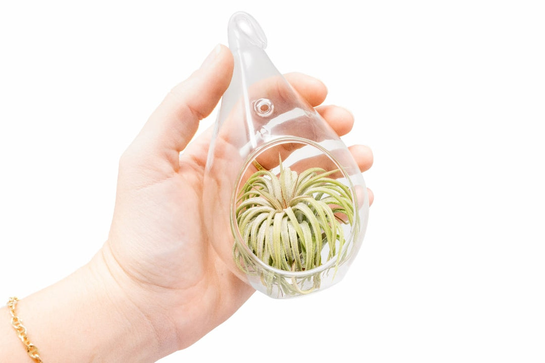 Wholesale - Minimalist Terrarium in a Glass Teardrop - Choose Your Custom Tillandsia Air Plant