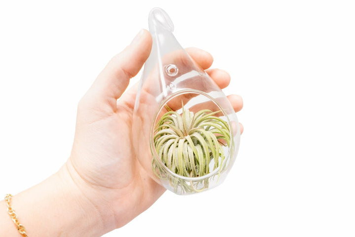 Wholesale - Minimalist Terrarium in a Glass Teardrop - Choose Your Custom Tillandsia Air Plant
