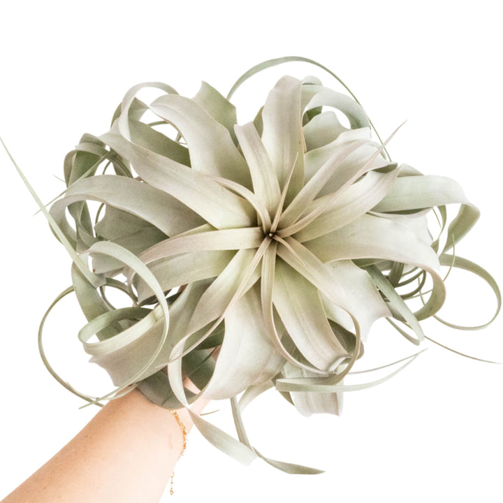 hand holding a jumbo tillandsia xerographica air plant