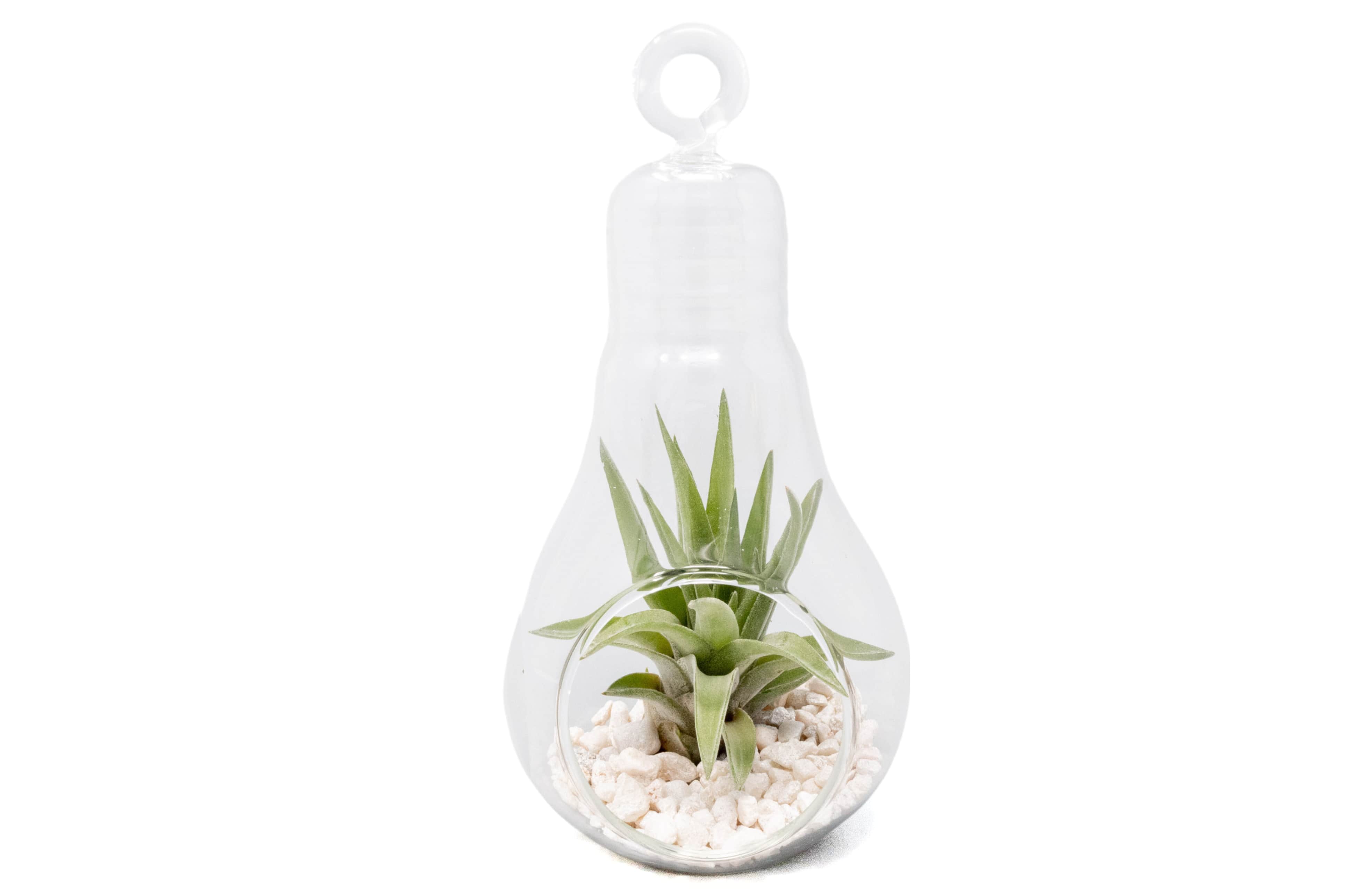 plant terrarium with light Hanging Light Bulb Terrarium with Crushed White Stones and Tillandsia Air Plant