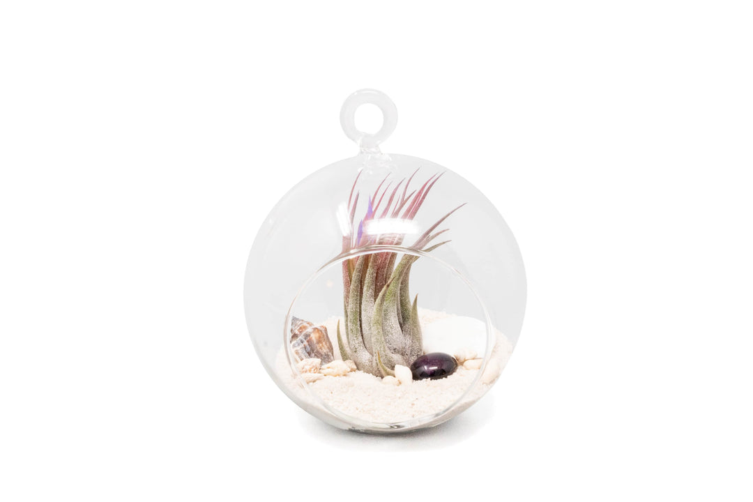 Wholesale - White Beach Terrariums With Flat Bottom