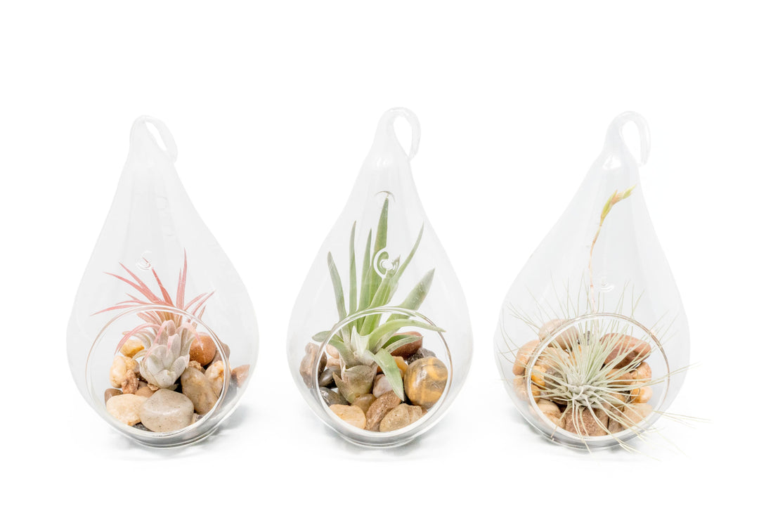 Wholesale - Airy Teardrop Terrariums with, Riverstones & Tillandsia Air Plants