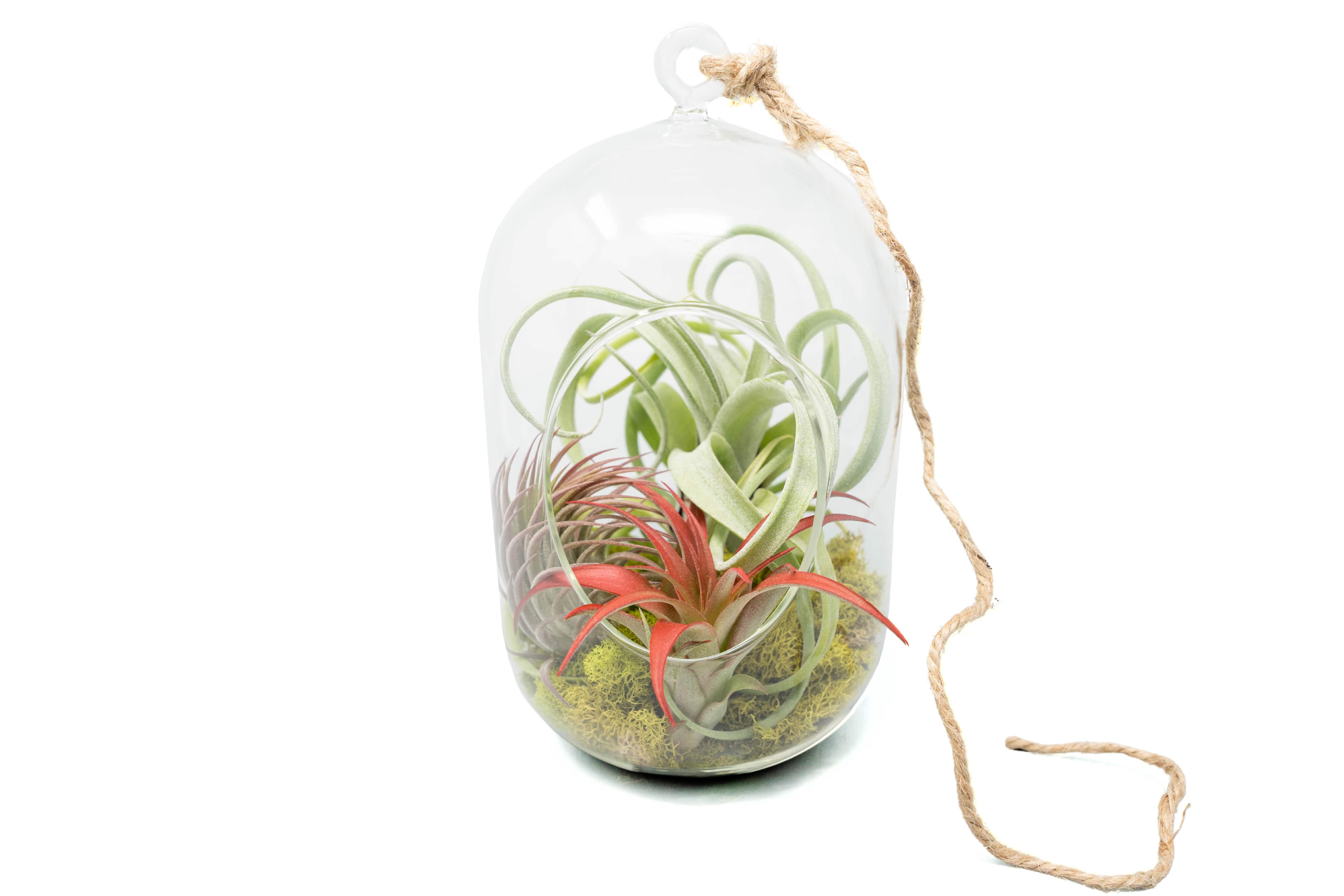 air plant hanging basket Capsule Terrarium with Moss and Tillandsia Air Plants