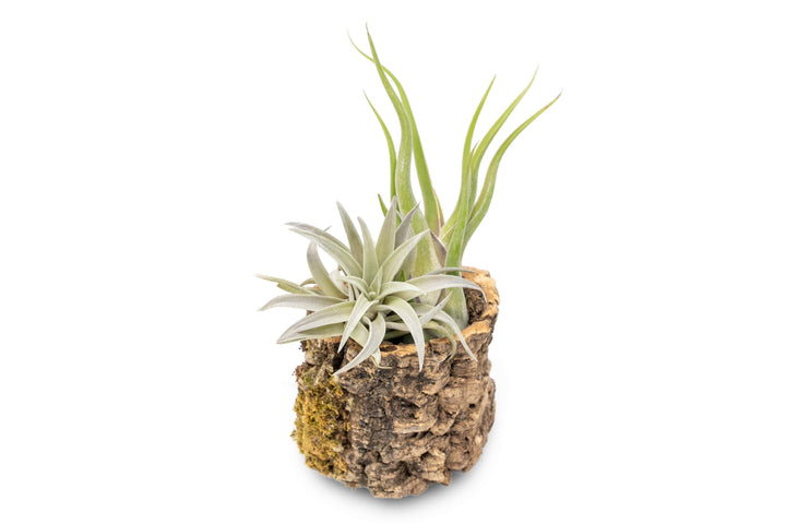 cork bark planter with tillandsia harrisii and caput medusae air plants