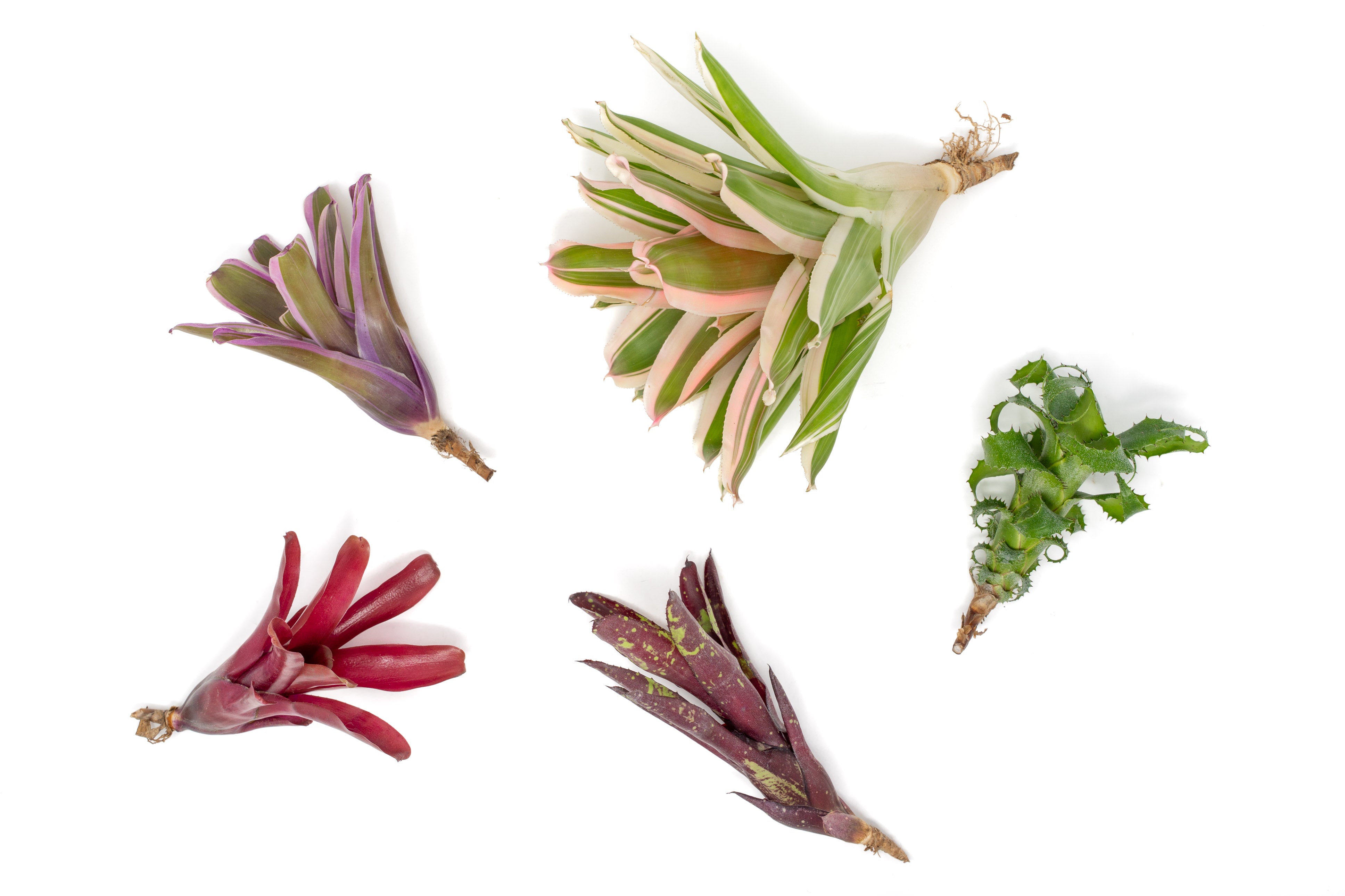 Neoregelia Bromeliad Variety Packs - Spring Preorder Available Now