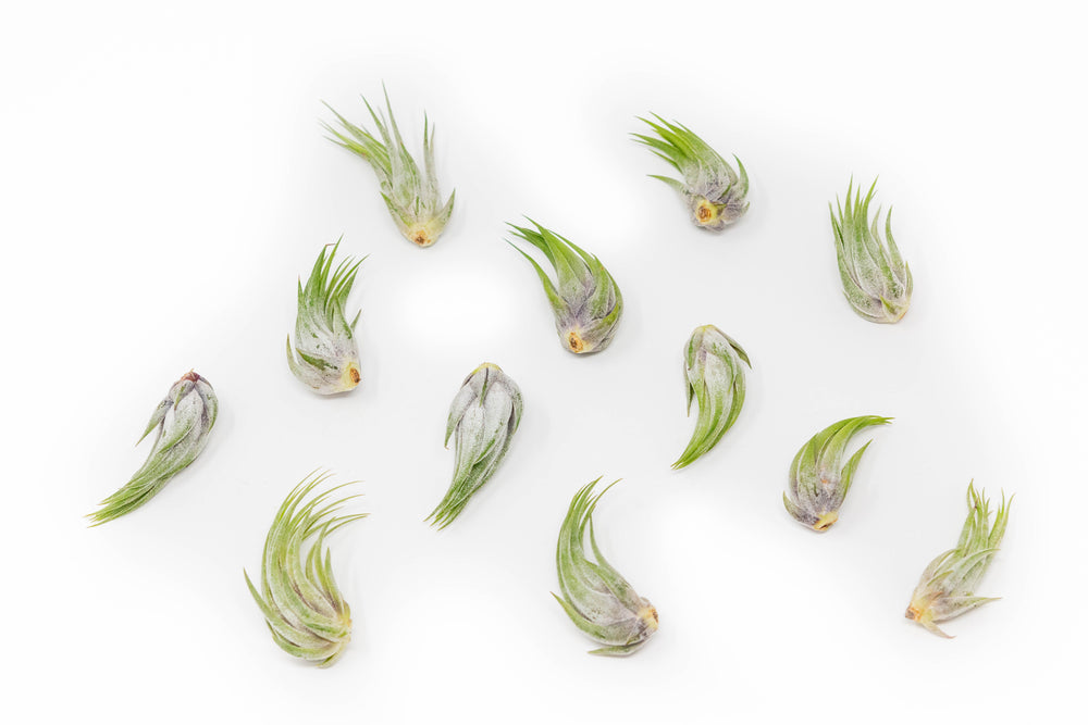 a dozen tillandsia ionantha scaposa air plants